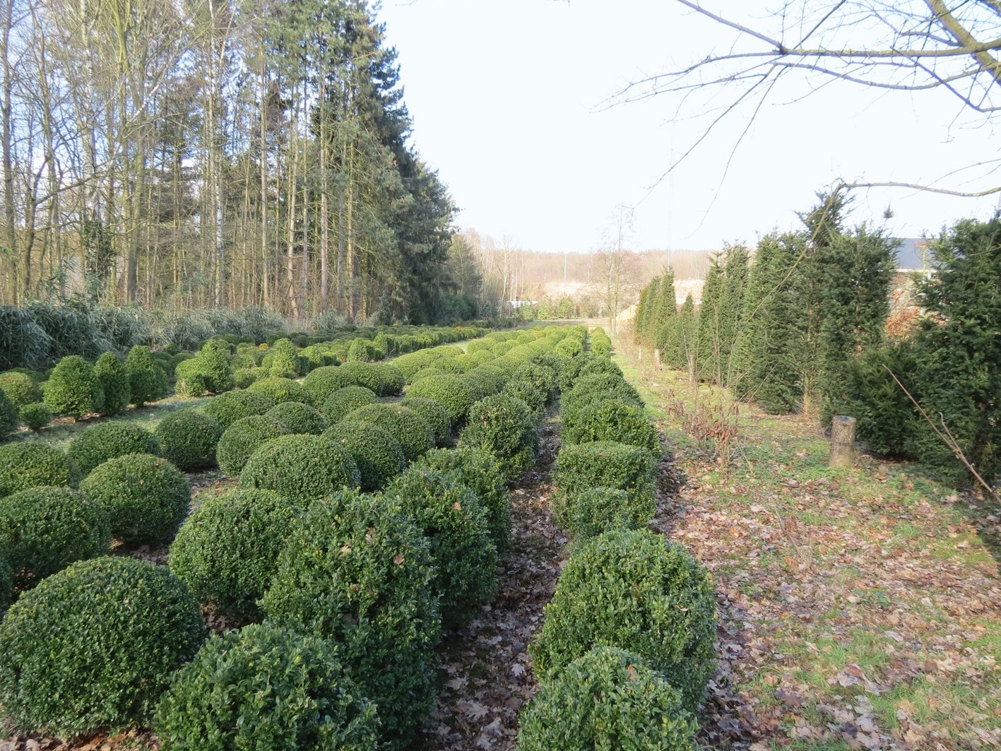 Buxus boules