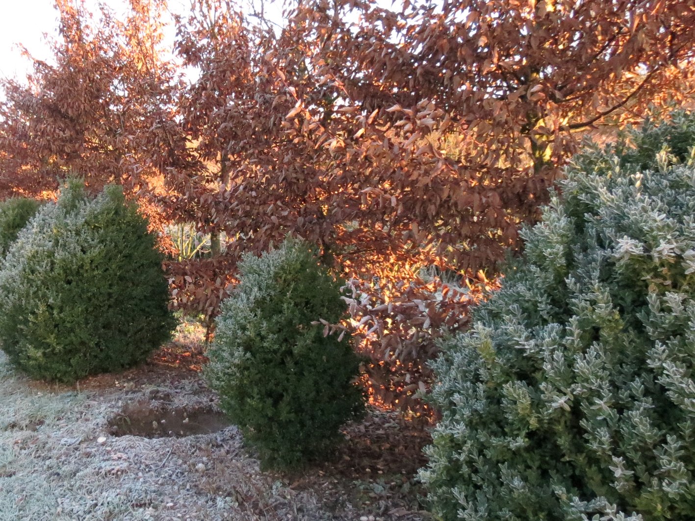 Buxus et Carpinus hivernal