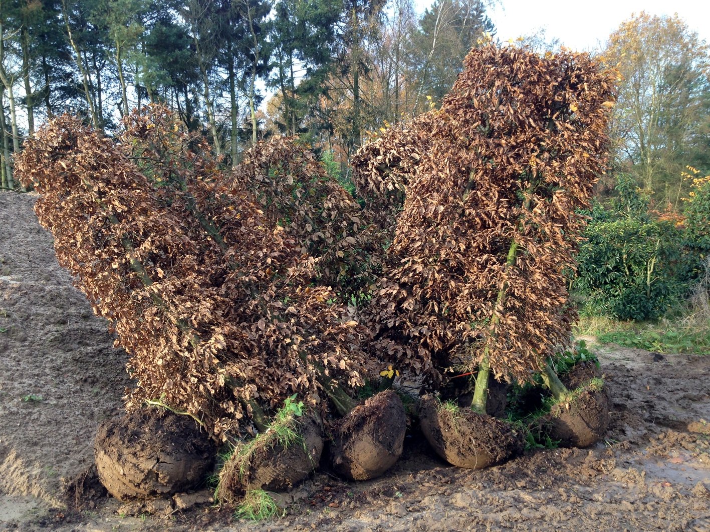 Colonnes Carpinus hivernal
