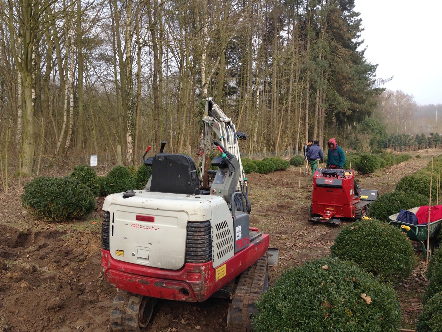 Transplantation Buxus