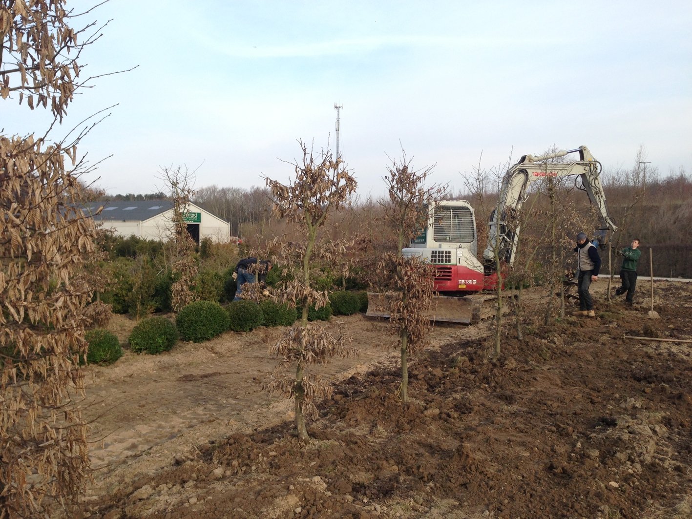 Transplantation Carpinus hivernal